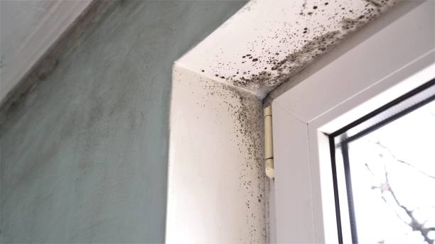 Best Emergency Mold Removal  in East Lexington, VA