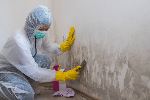  East Lexington, VA Mold Removal Pros