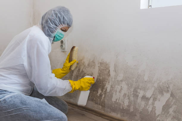 Best Toxic Mold Removal  in East Lexington, VA