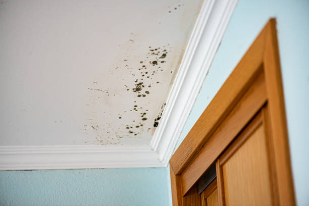 Best Attic Mold Removal  in East Lexington, VA