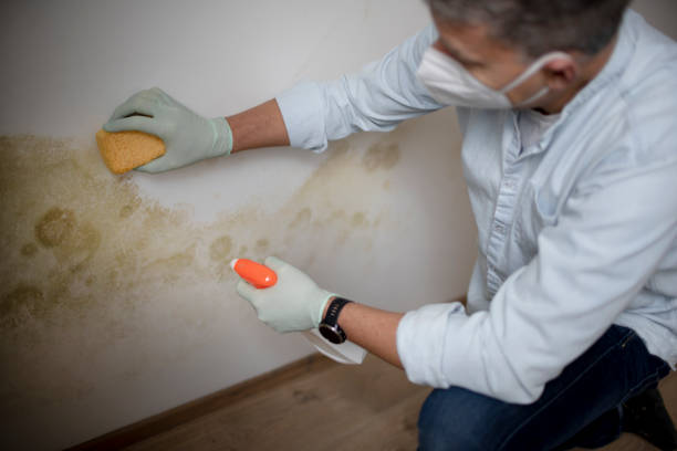 Best Residential Mold Removal  in East Lexington, VA