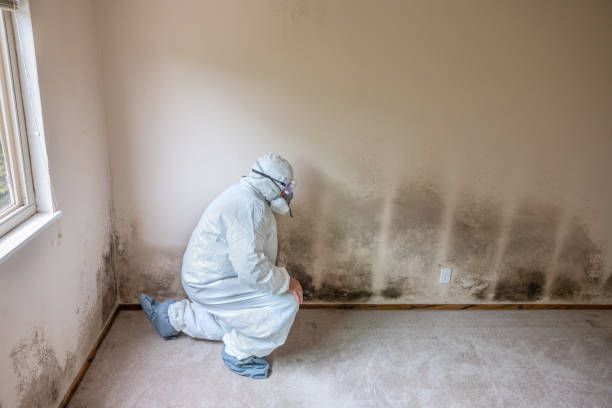 Best Mold Remediation  in East Lexington, VA