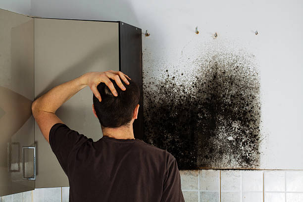 Best Office Mold Removal Services  in East Lexington, VA