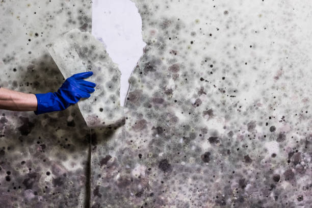 Best Mold Testing  in East Lexington, VA