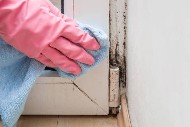 Best Mold Removal Company Near Me  in East Lexington, VA