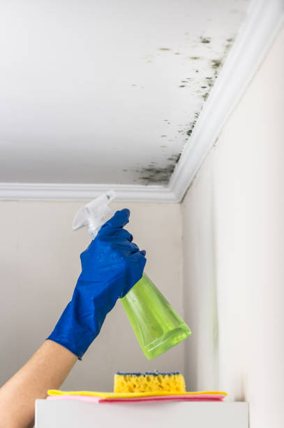 Best Mold Testing and Removal  in East Lexington, VA