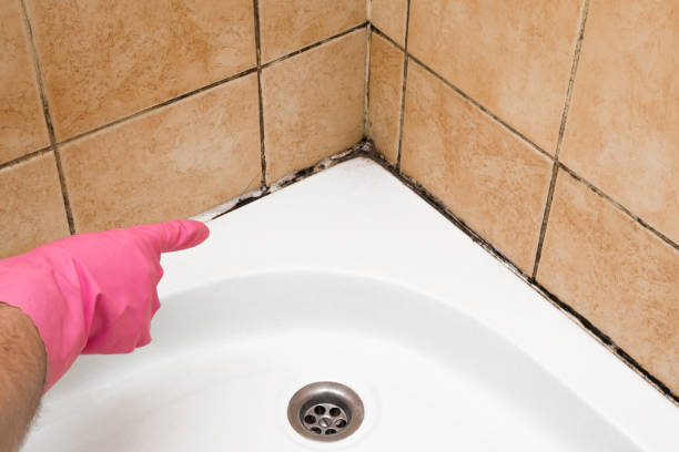 Best Local Mold Removal Service  in East Lexington, VA
